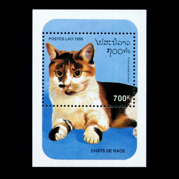 LAOS(라오스)-SOUVENIR SHEET-#1236-700k-TORTOISE-SHELL SHORTHAIR(거북이 고양이)-1995.7.25일